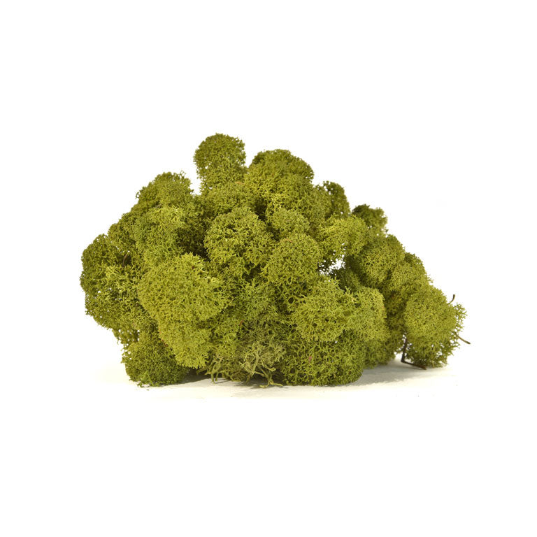 Rendiermos Medium Green